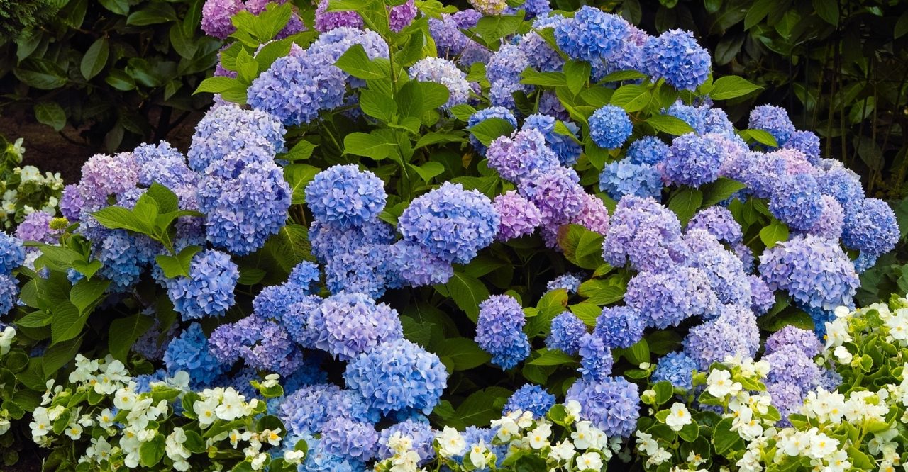 Best Companion Plants for Hydrangeas in Your Garden