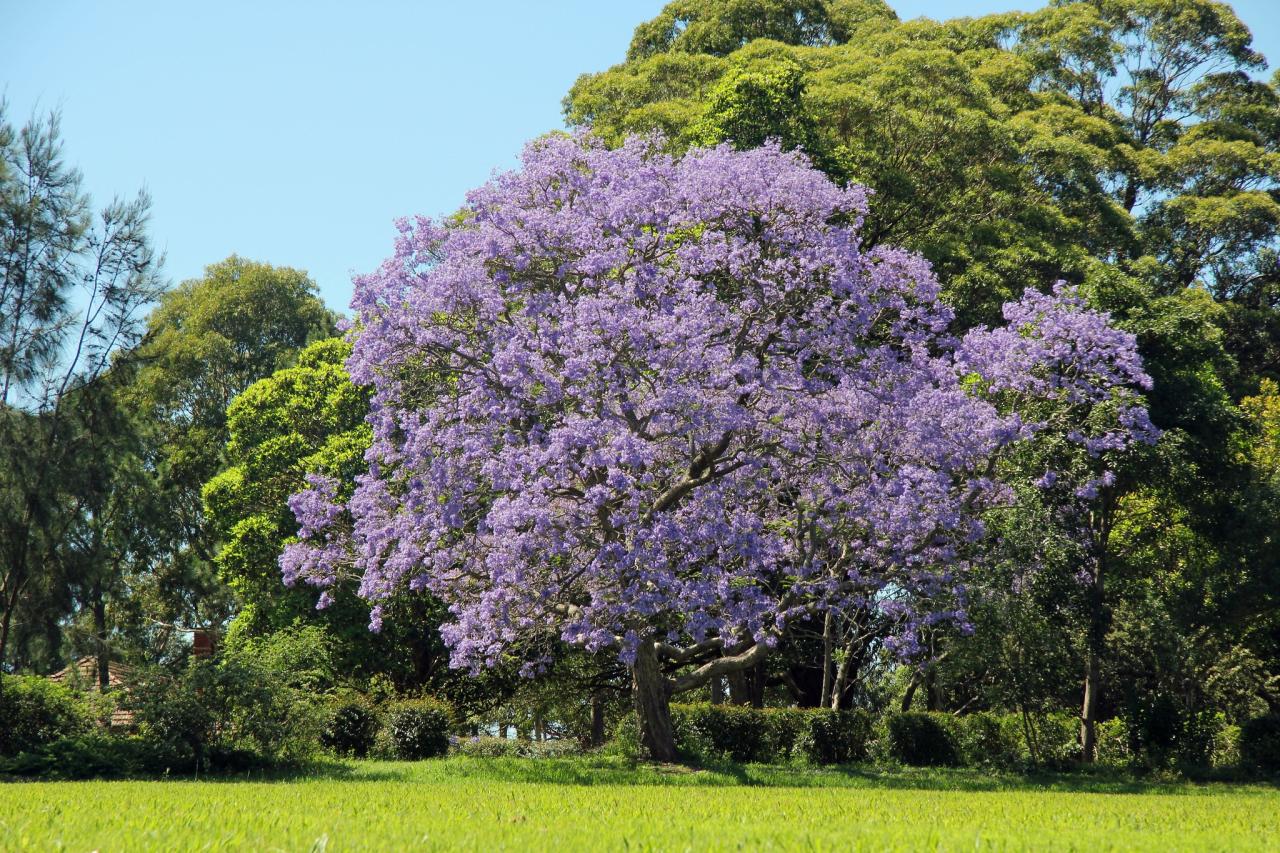 How to Achieve a Thriving Jacaranda Tree: Essential Tips for Vibrant Blooms