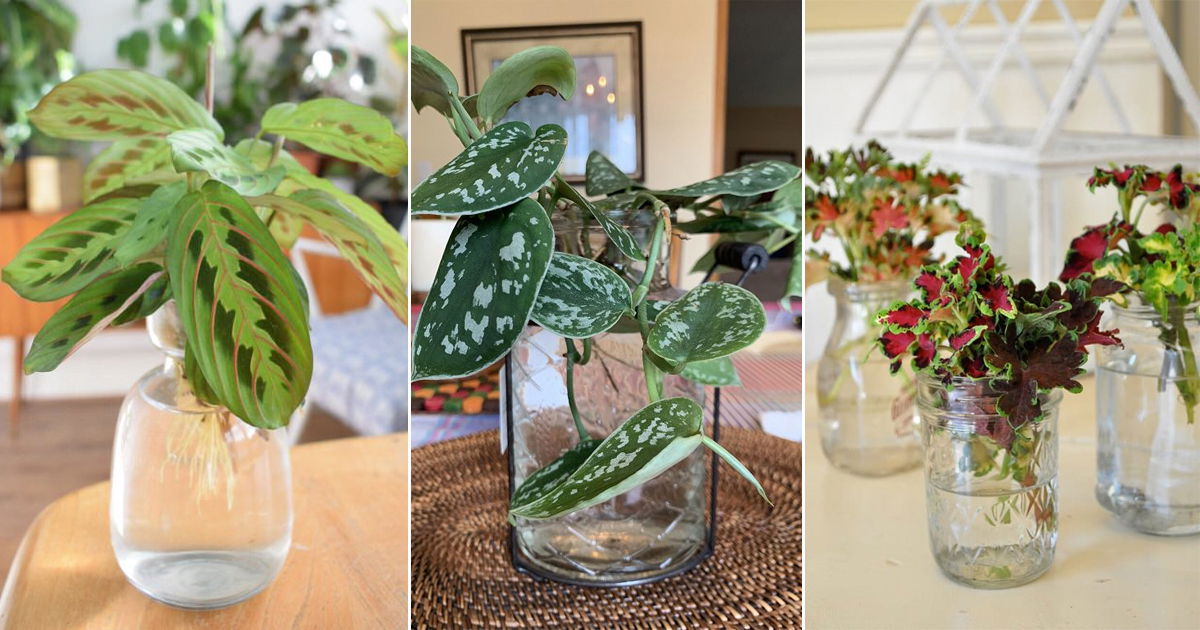 The Best Indoor Plants for Beginners That Don’t Need Much Water