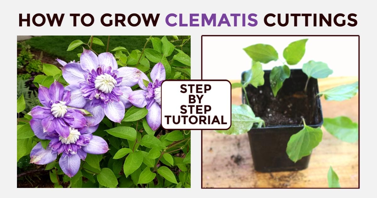 The Best Techniques for Achieving Success in Clematis Propagation