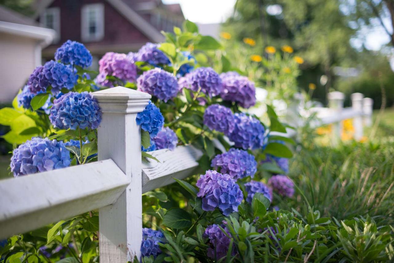 Best Companion Plants for Hydrangeas in Your Garden