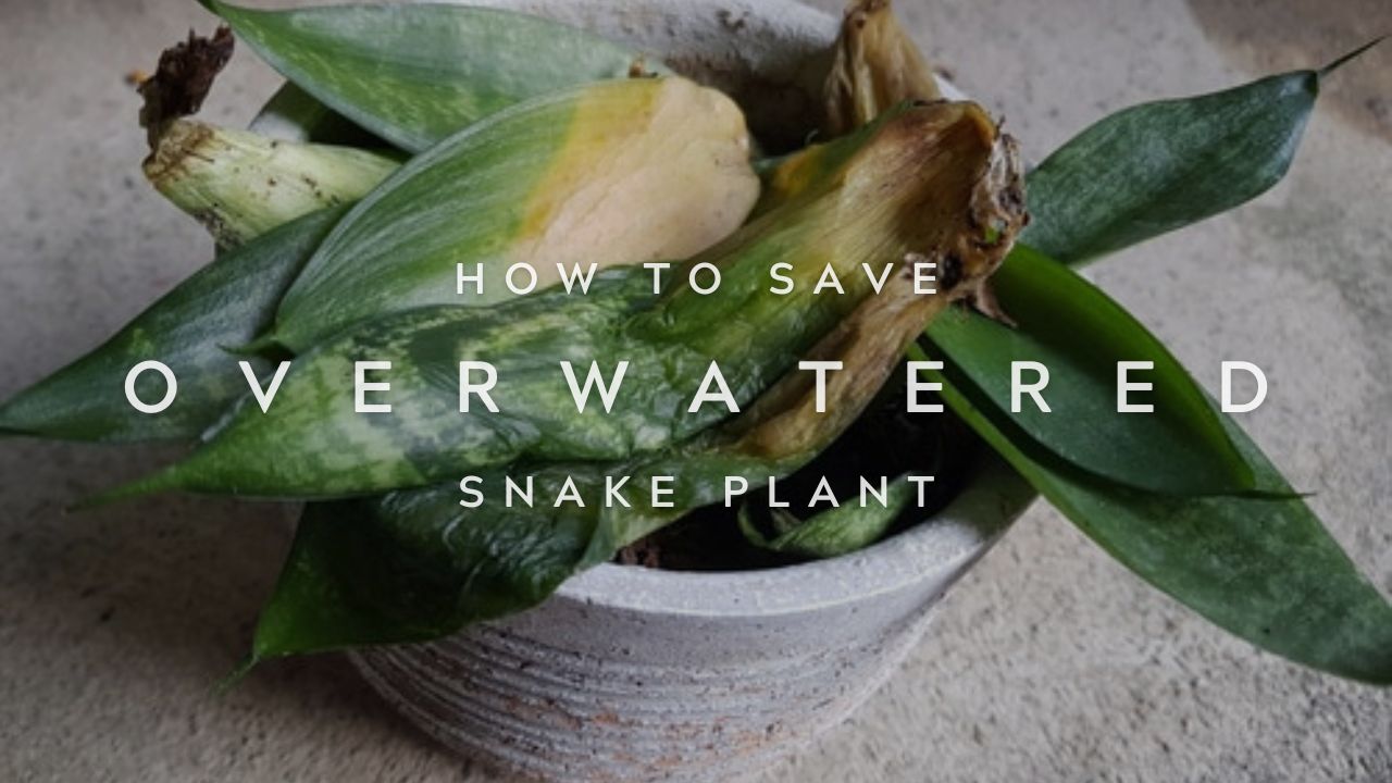 The Most Common Mistakes When Watering Snake Plants