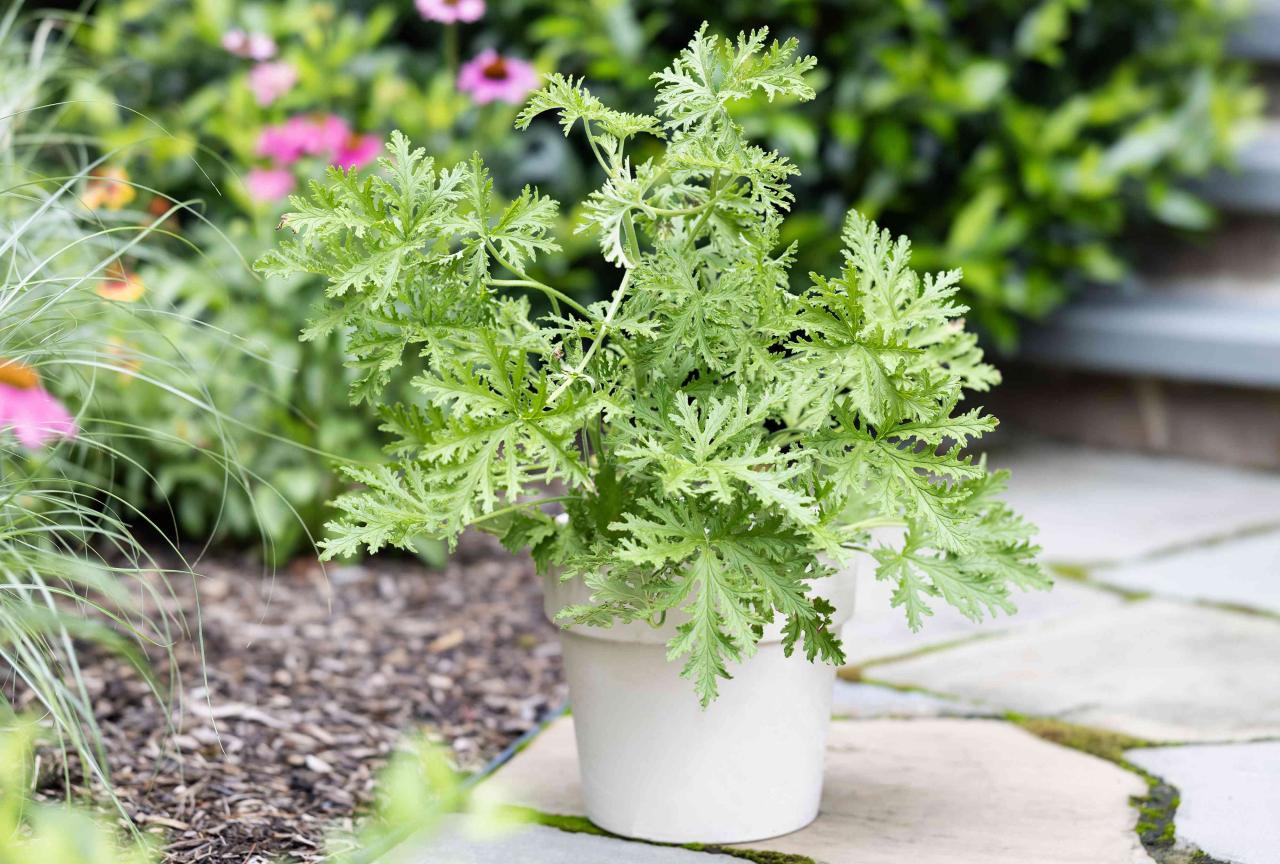 Grow Citronella: Pest Control & Planting Guide