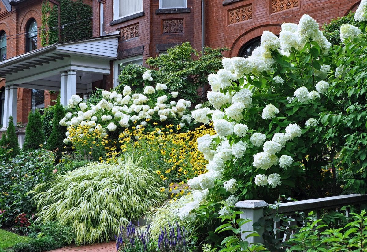 Best Companion Plants for Hydrangeas in Your Garden