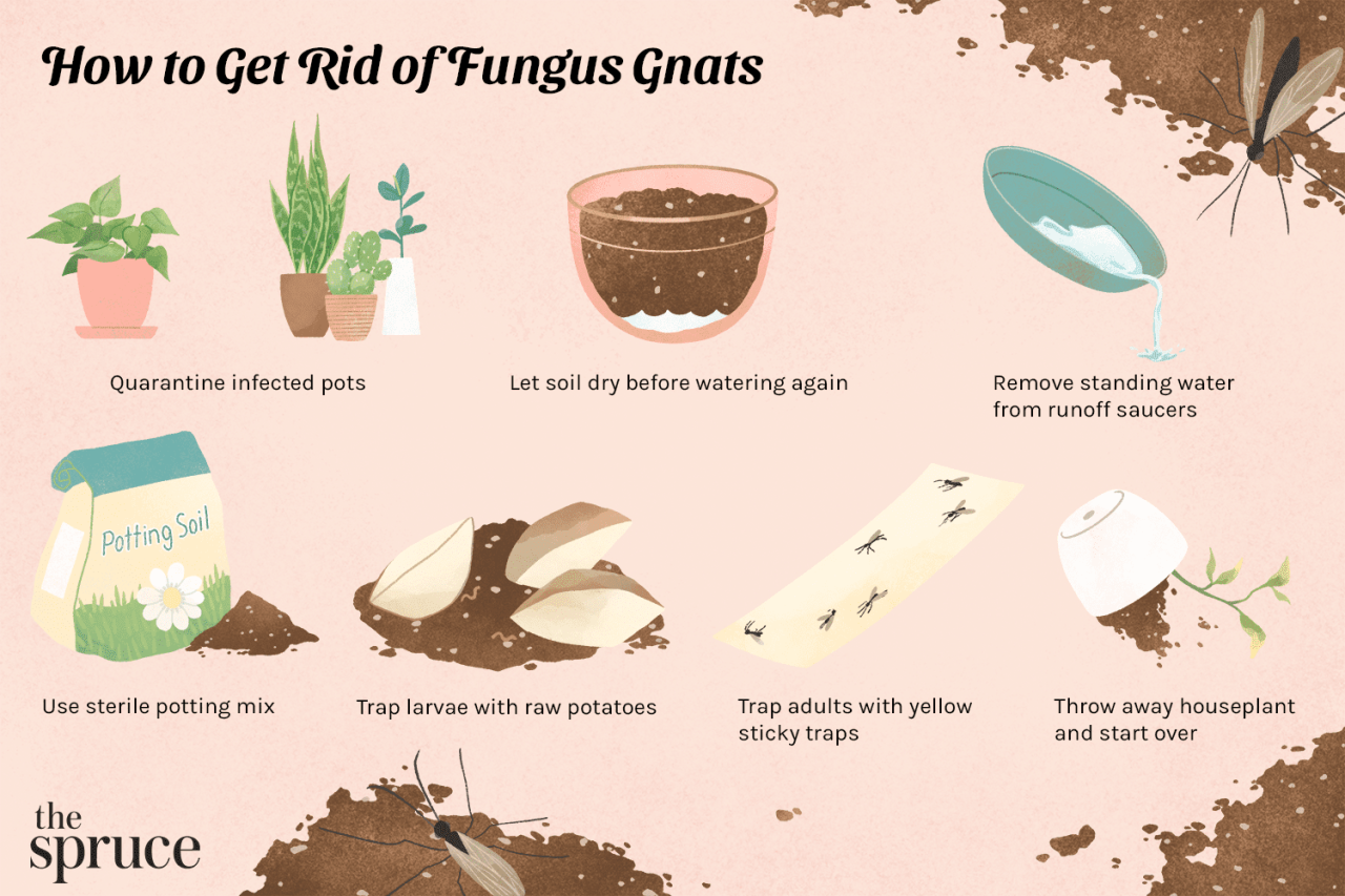 The Best Environment for Keeping Gnats Away from Plants