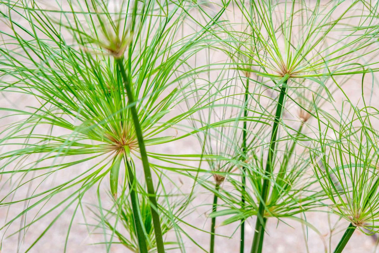 Papyrus Plant: Tips for Growing and Using This Unique Herb for Maximum Impact