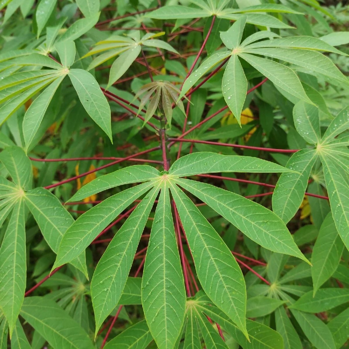 Cassava numerous nimedhealth ng