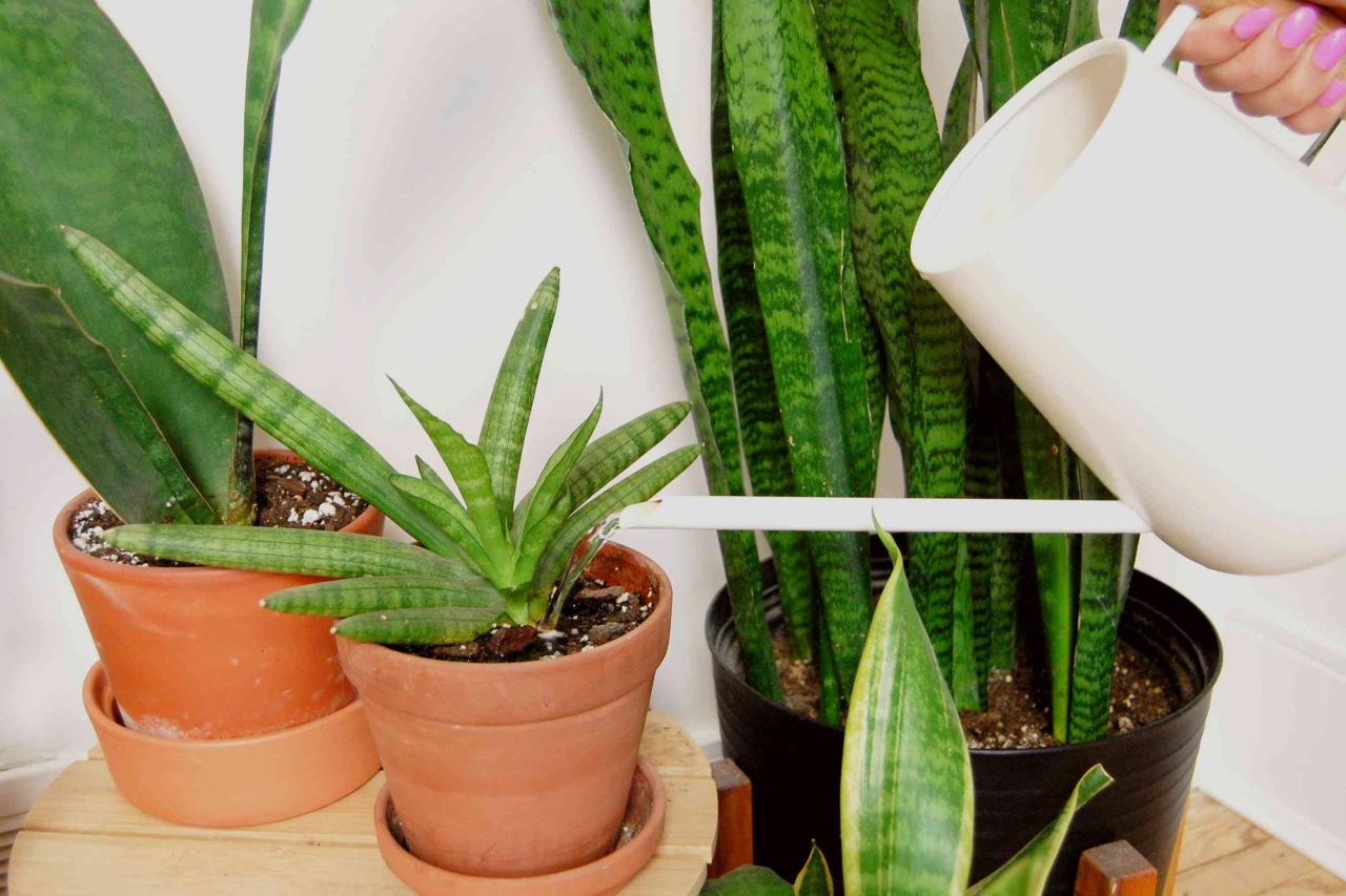 How Often to Water Snake Plants for Healthy Growth