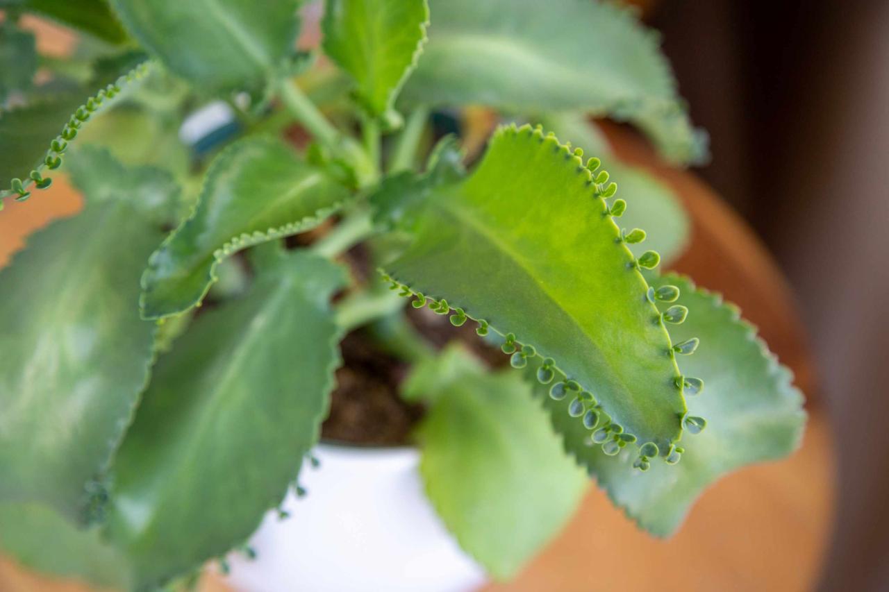 How to Get More Plants from Your Mother of Thousands: A Guide