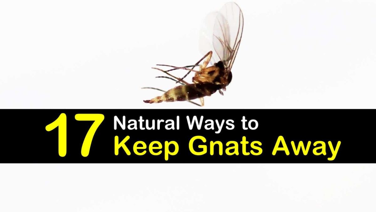 The Best Environment for Keeping Gnats Away from Plants