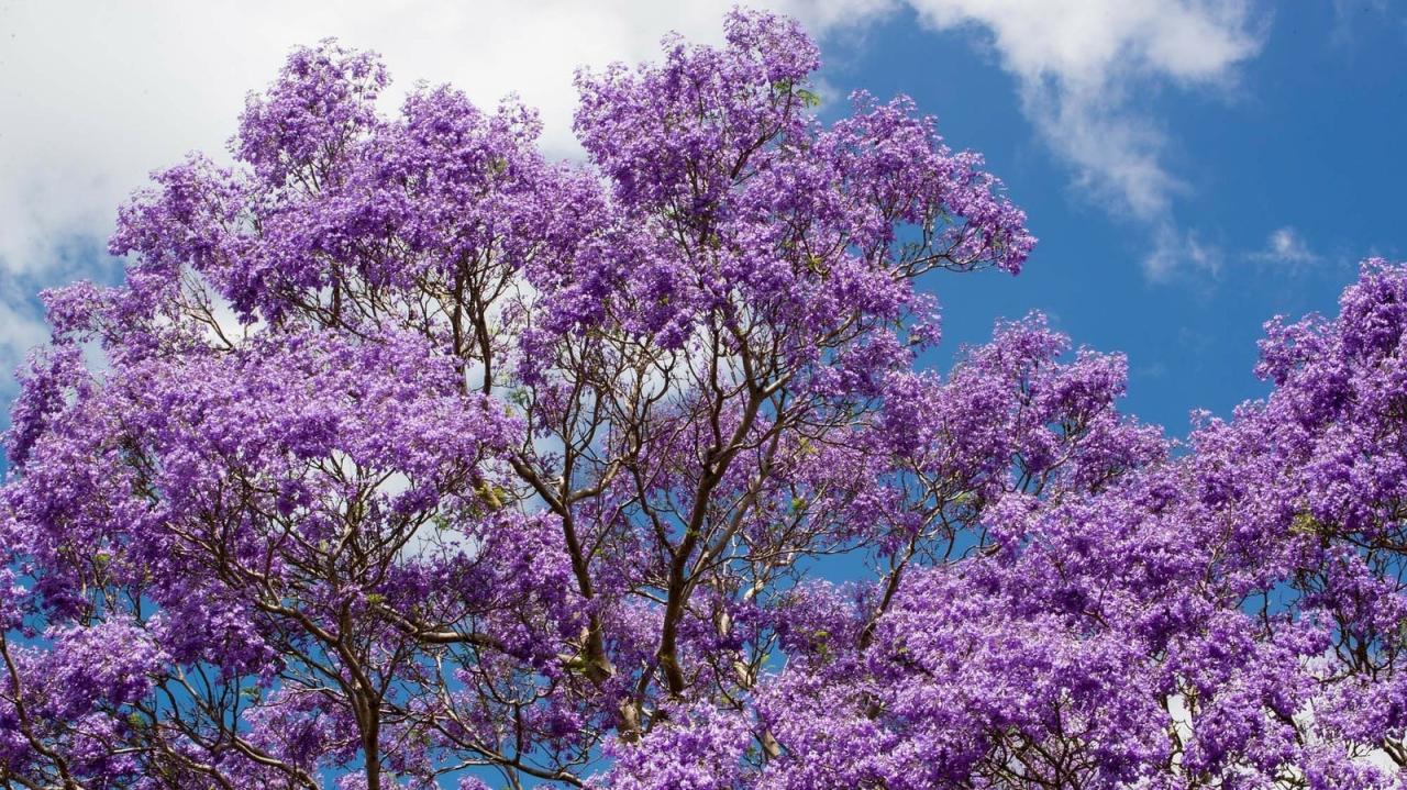 How to Achieve a Thriving Jacaranda Tree: Essential Tips for Vibrant Blooms