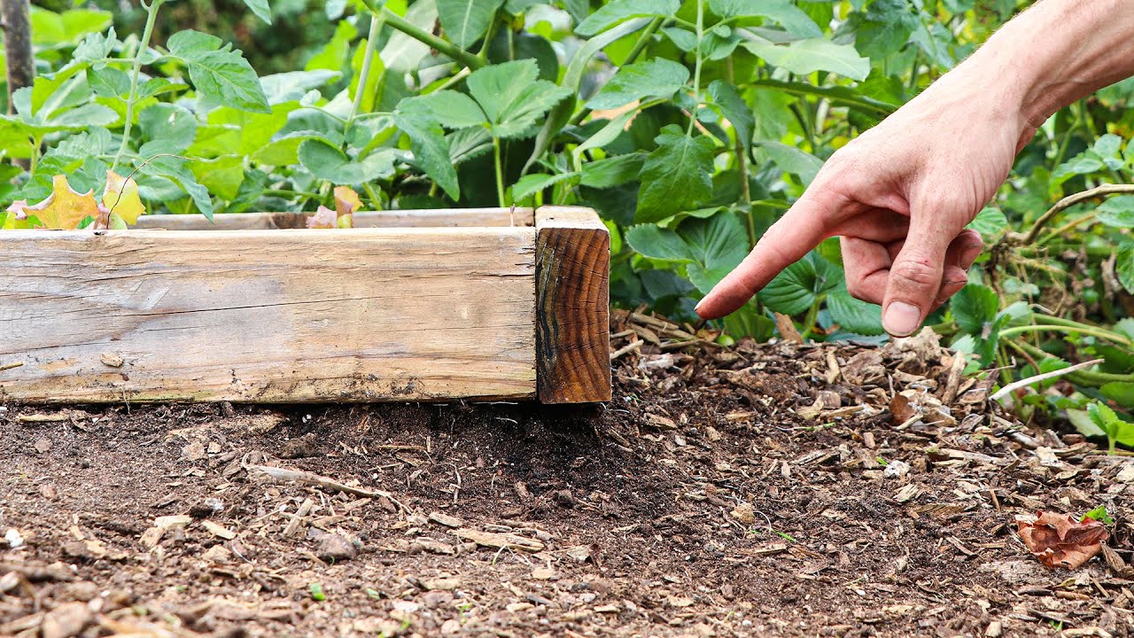 Raised Bed Gardening Mistakes: Plants to Avoid