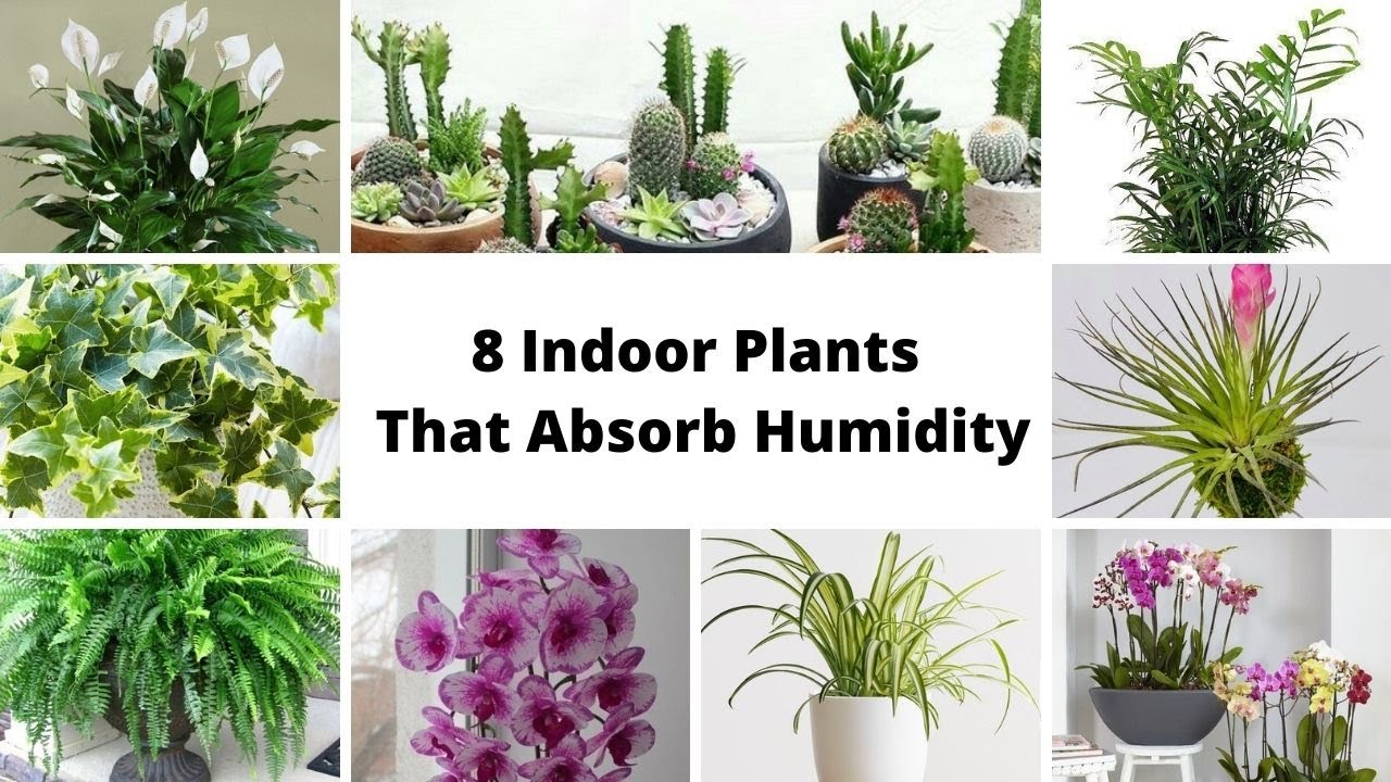 8 Large Indoor Plants That Tolerate Low Humidity