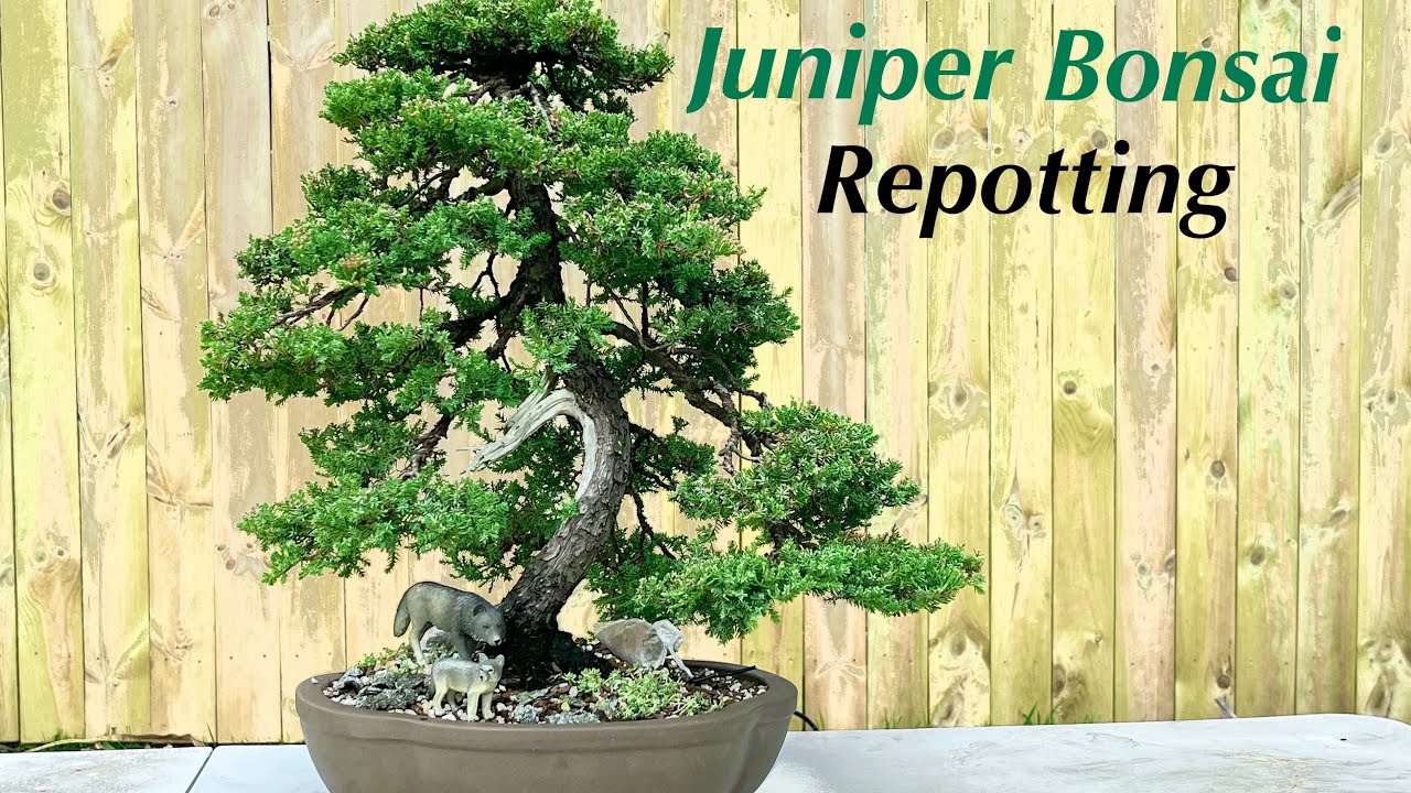 How To Repot A Juniper Bonsai Tree