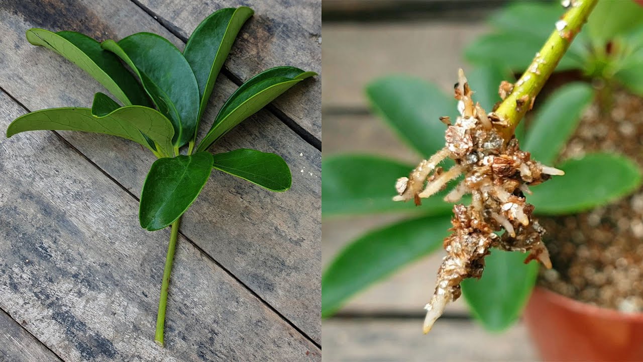 How to Easily Multiply Schefflera Plants with These Propagation Tips