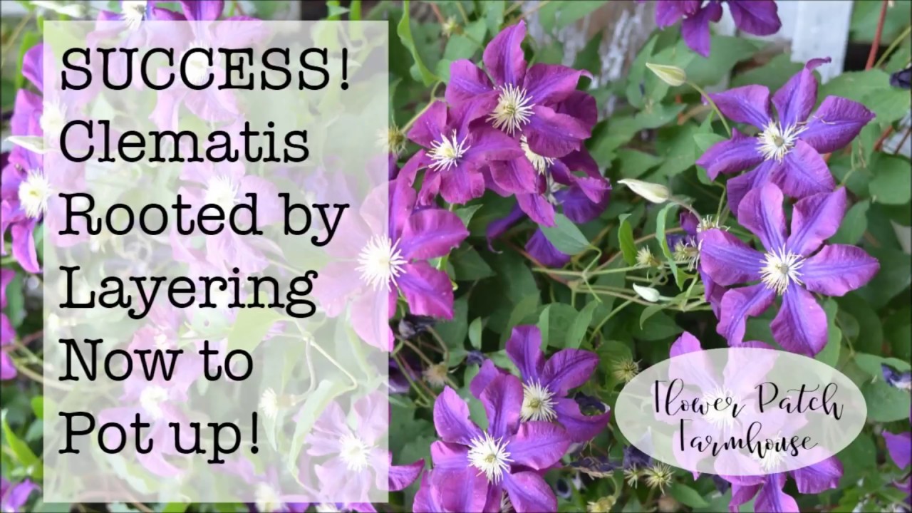 The Best Techniques for Achieving Success in Clematis Propagation