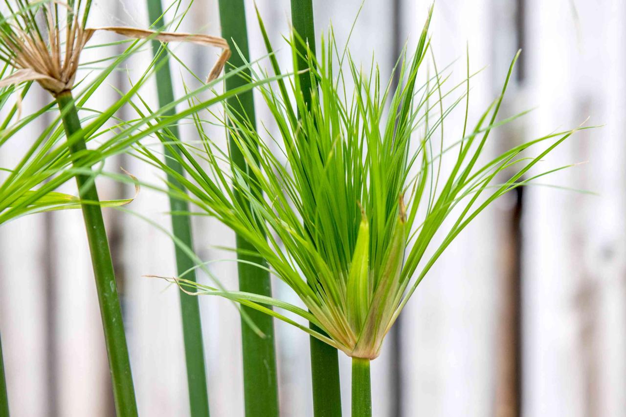 Papyrus Plant: Growing & Using This Unique Herb