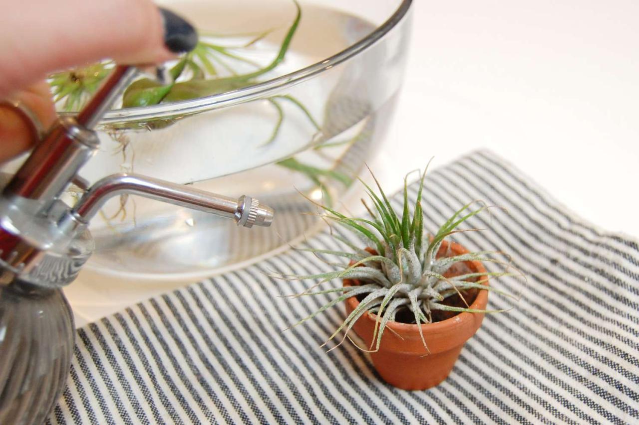 How to Water Air Plants When the Air Is Dry