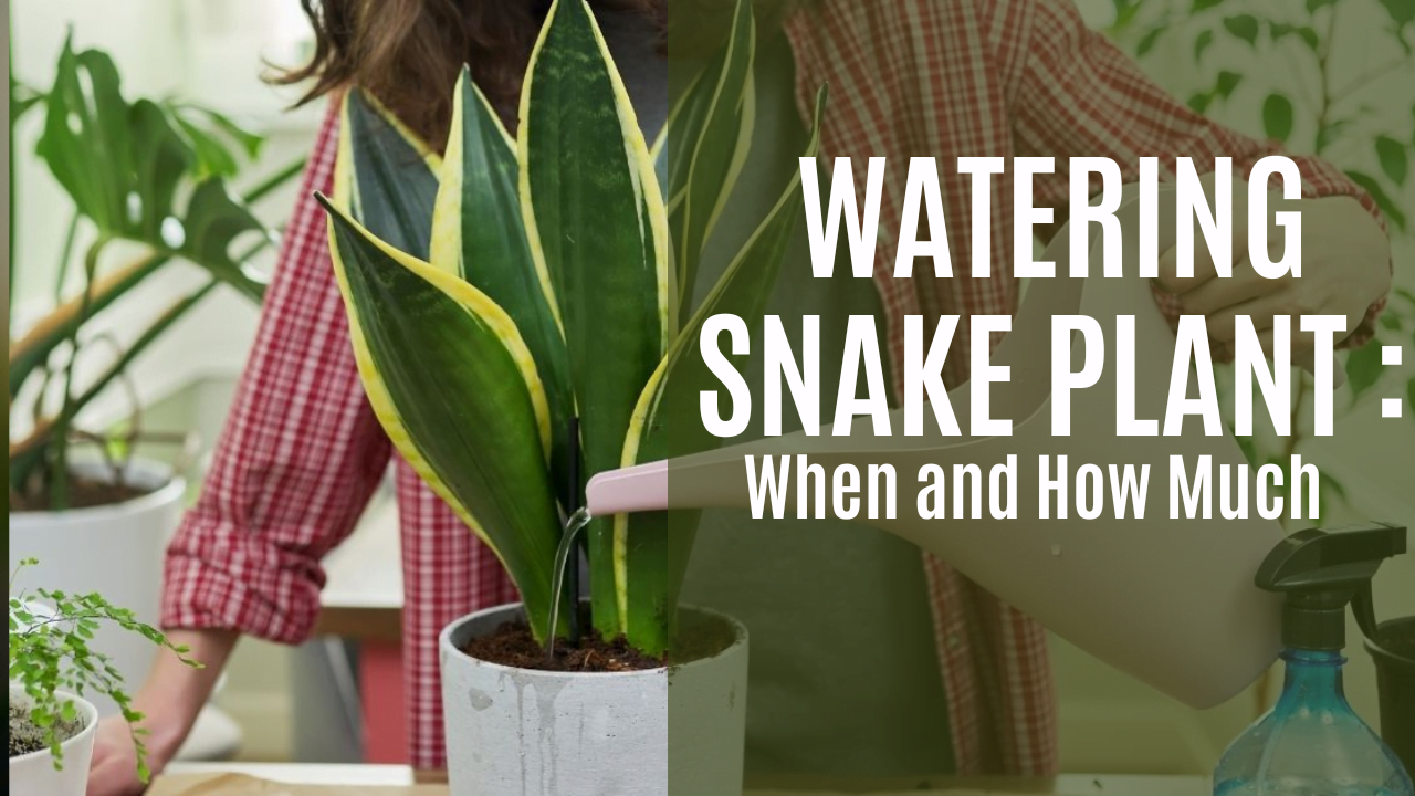 The Most Common Mistakes When Watering Snake Plants